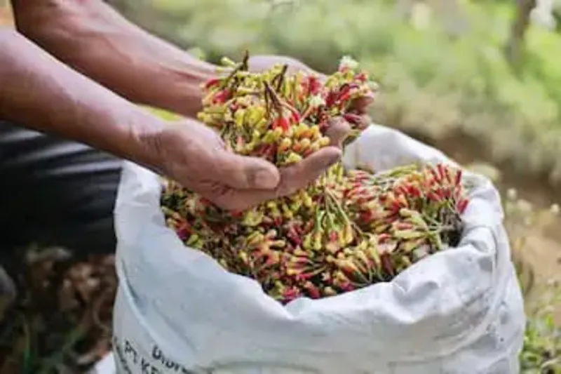 Clove Farming in Gujarat: એકવાર વાવી દો અને વર્ષો સુધી નફો મેળવો 3 Clove Farming in Gujarat 2.jpg