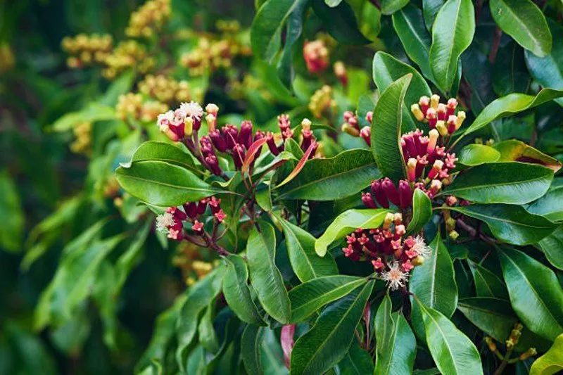 Clove Farming in Gujarat: એકવાર વાવી દો અને વર્ષો સુધી નફો મેળવો 2 Clove Farming in Gujarat 3.jpg