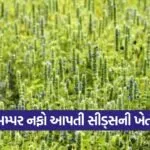 Chia Seeds Farming 1