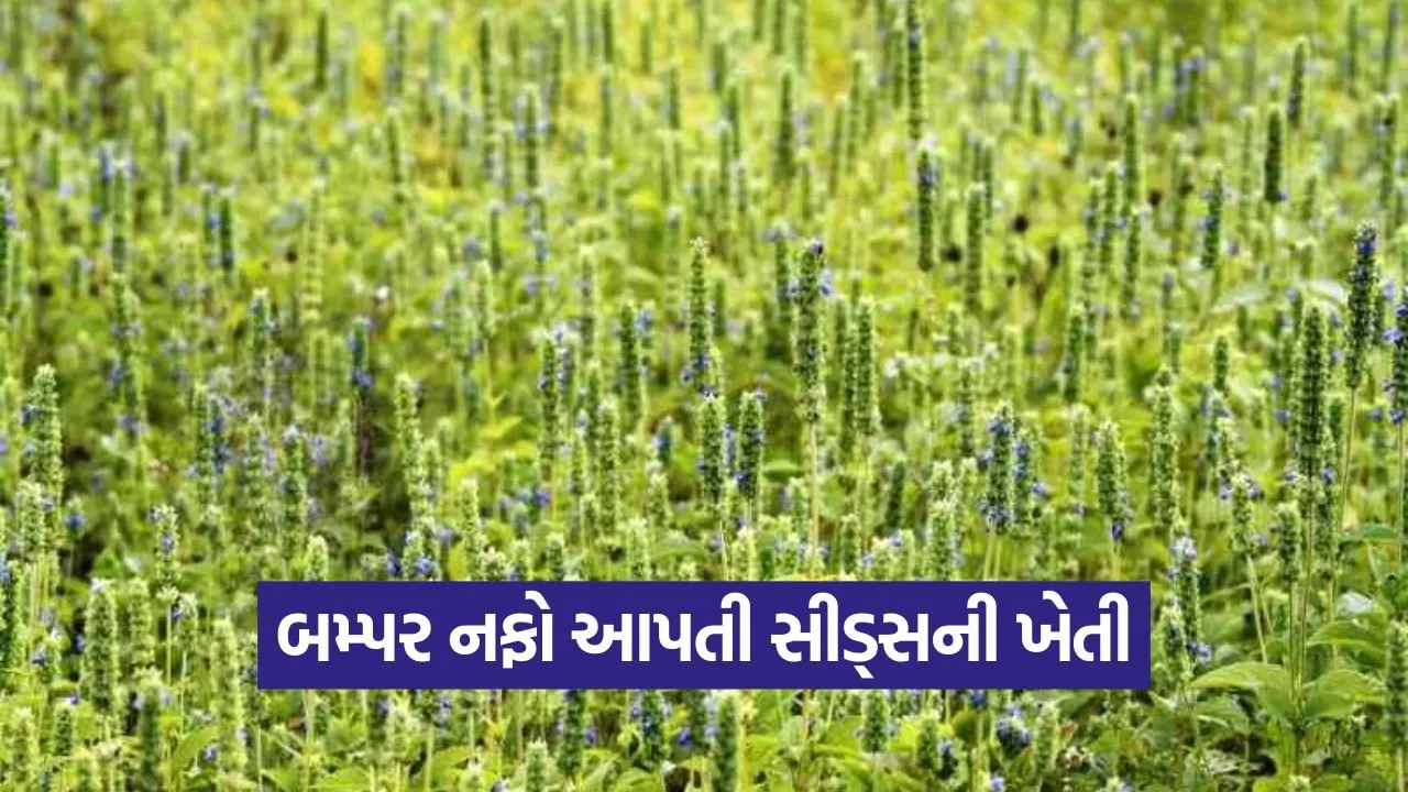 Chia Seeds Farming 1.jpg
