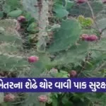 Thor Farming Natural Crop Protection 1
