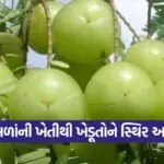 Amla Cultivation 1