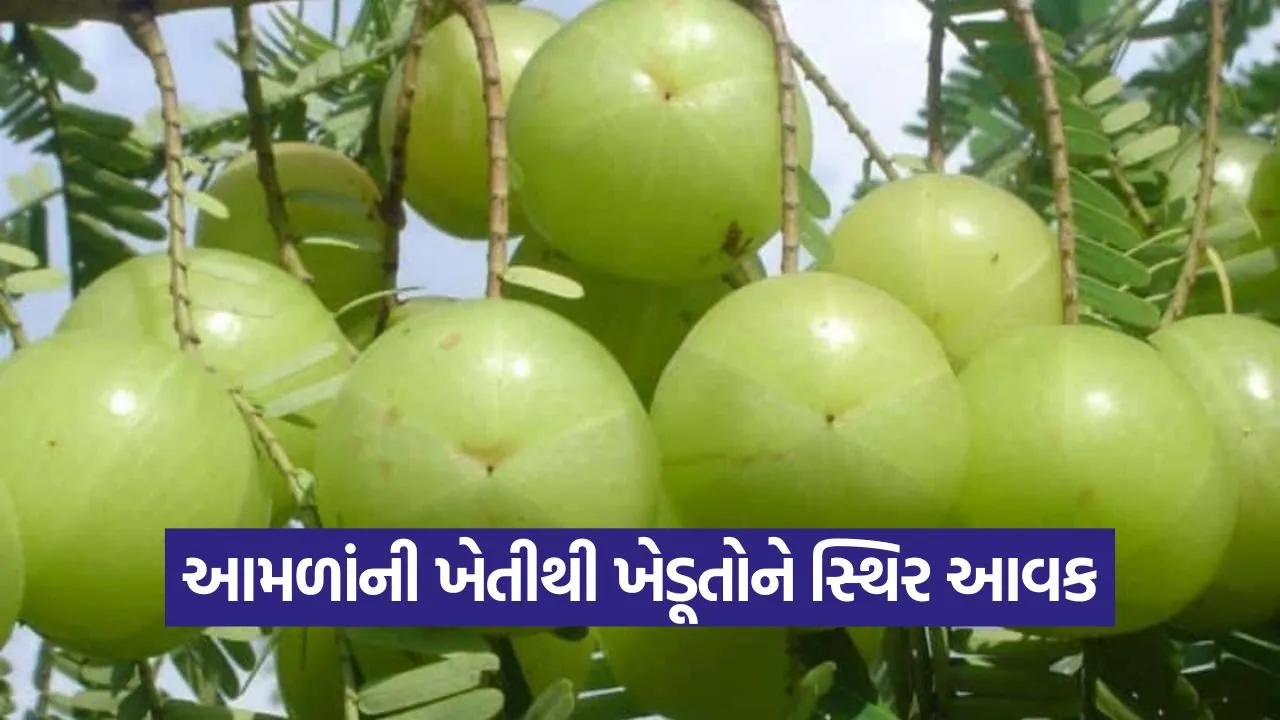 Amla Cultivation 1.jpg