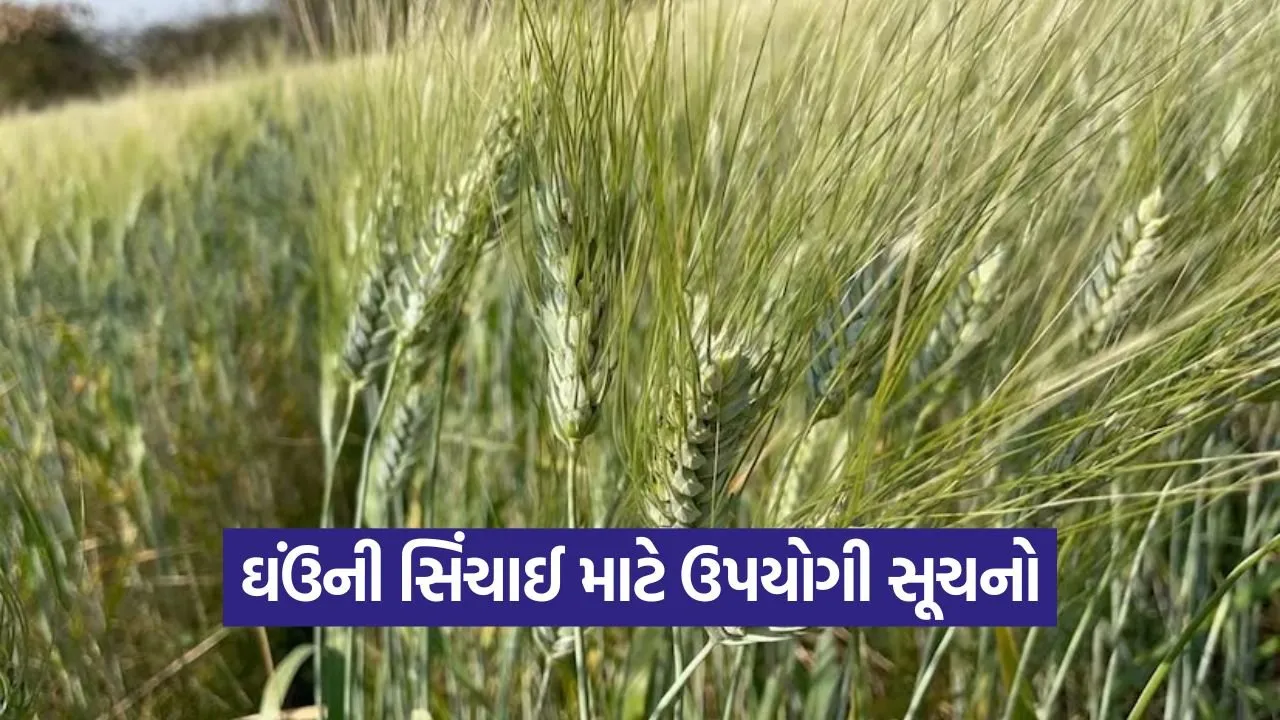 Wheat Irrigation Management 1.jpg