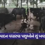 Dairy Nutrition Management 1