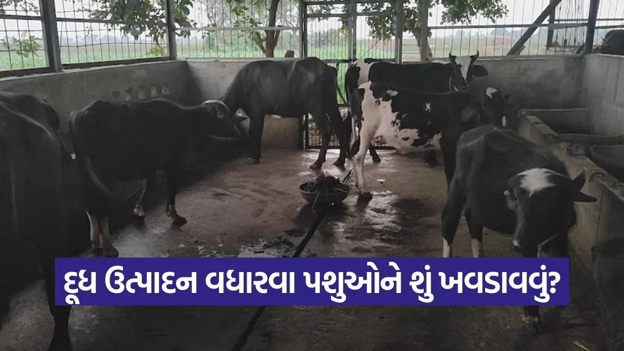 Dairy Nutrition Management 1.jpg
