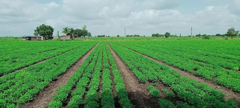 પંચમહાલના ખેડૂતે પ્રાકૃતિક ખેતીથી બદલી નાંખી આવકની દિશા 3 Panchmahal Natural Farming Success 1.png