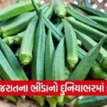 Gujarat Lady Finger Production 1