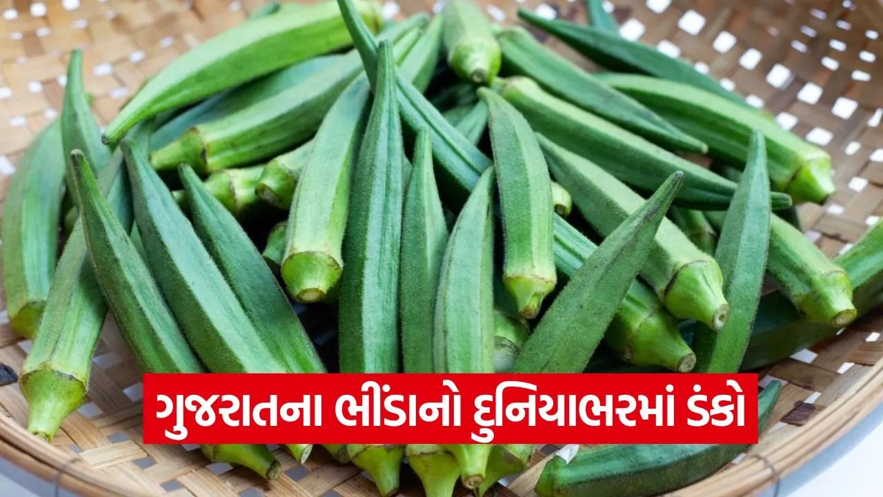 Gujarat Lady Finger Production 1.jpg