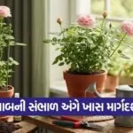 rose plant care 1