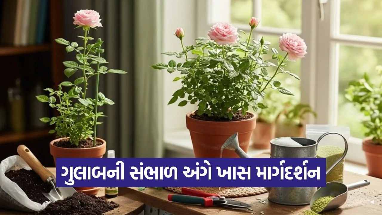 rose plant care 1.jpg