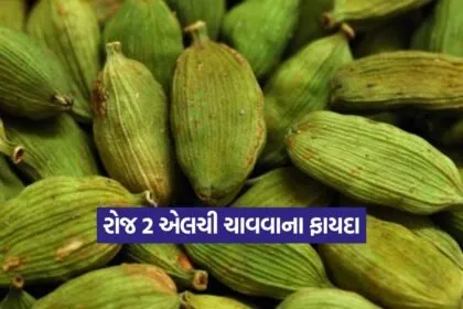 Dharmishtha 2025 12 29T172047.938