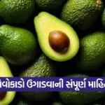 avocado plant cultivation at home 1