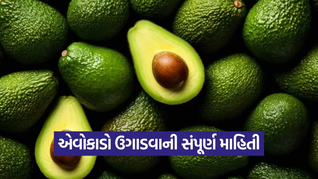 avocado plant cultivation at home 1.jpg