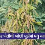 pigeon pea farming success 1