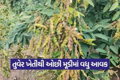 pigeon pea farming success 1