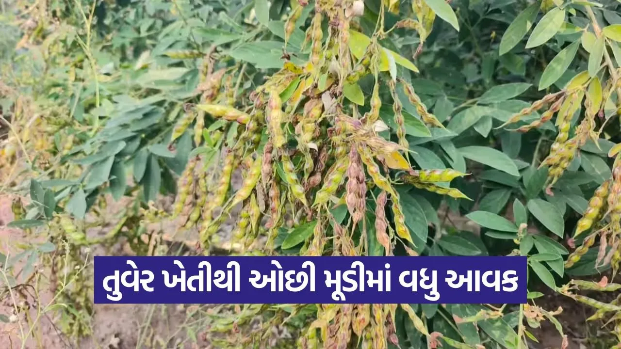 pigeon pea farming success 1.jpg