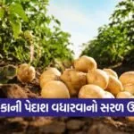 potato yield technique 1