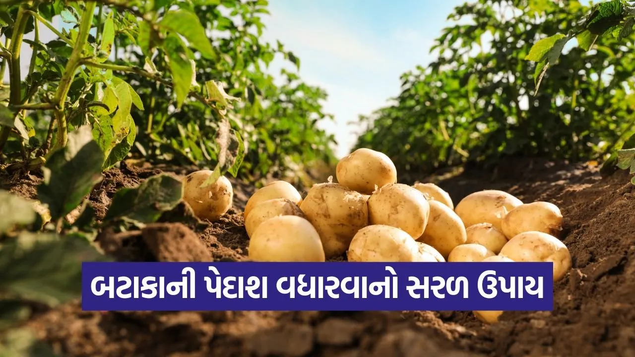 potato yield technique 1.jpg