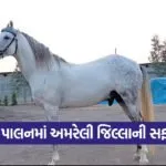 Kathiyawadi Horse Show 1