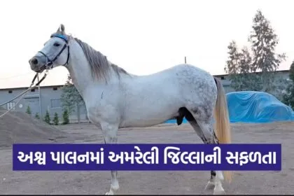 Kathiyawadi Horse Show 1