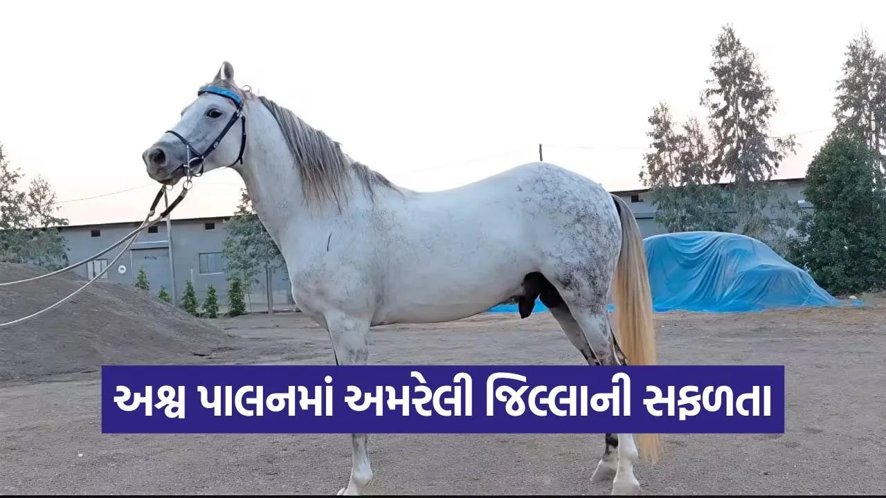 Kathiyawadi Horse Show 1.jpg