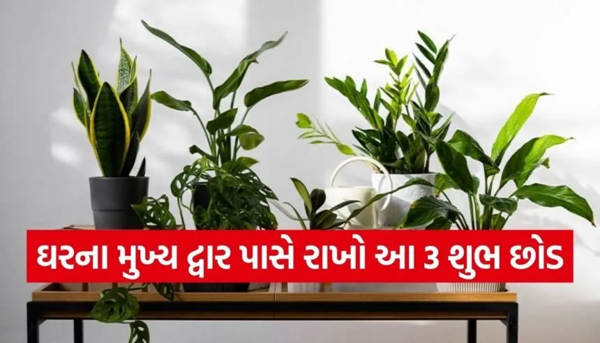 Plant Vastu Tips