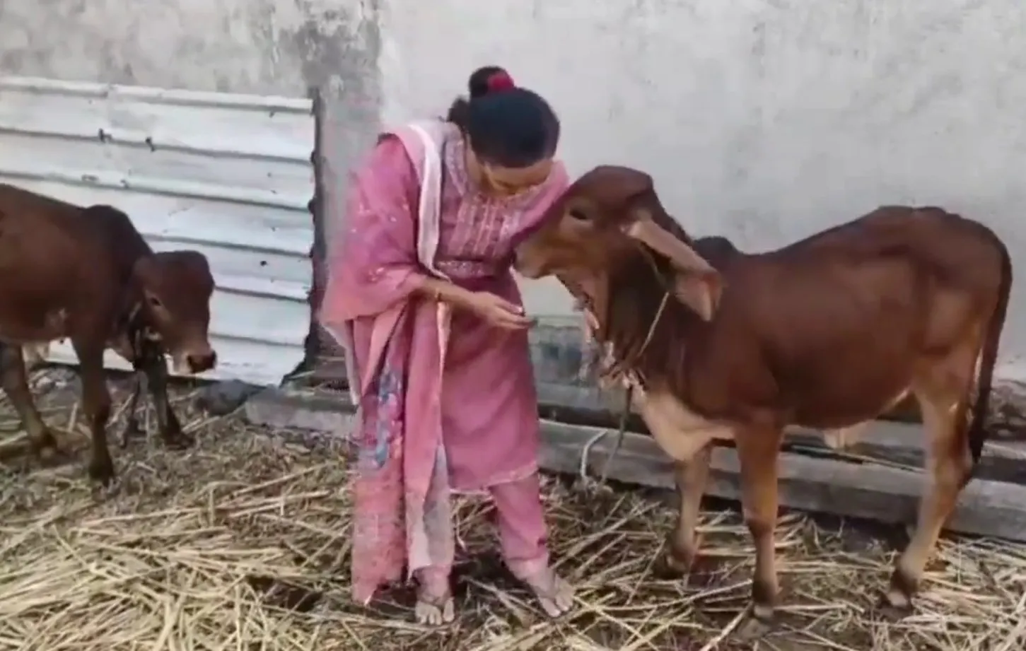 હળિયાદ ગામની મહિલાએ દૂધના પેંડાથી વિદેશી બજાર સુધી પહોંચાડી ગામની ઓળખ 3 varshaben raiyani milk penda 2.jpeg