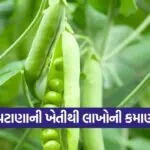 organic pea farming 1