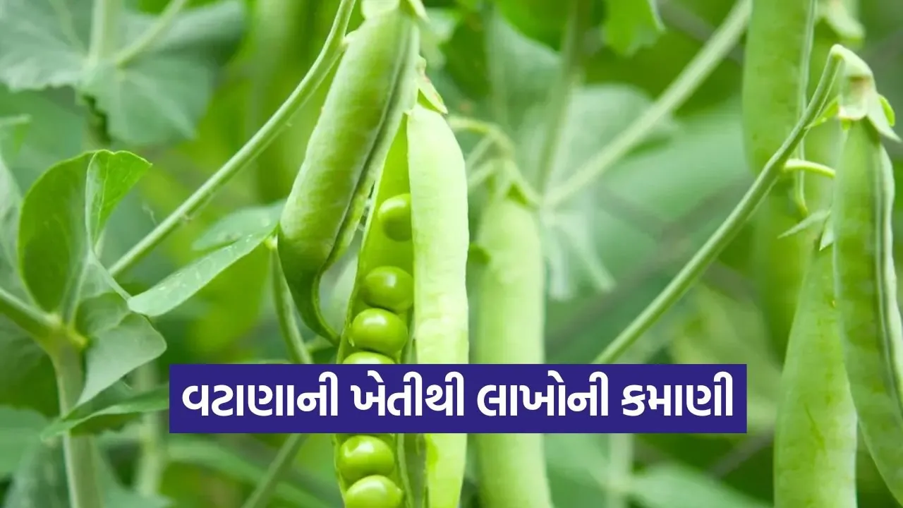 organic pea farming 1.jpg