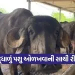 cows buffaloes age checking 1