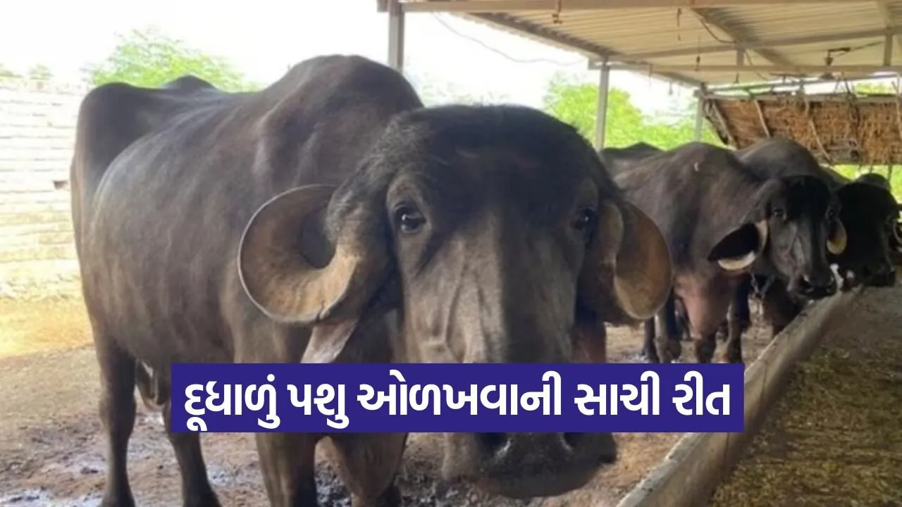 cows buffaloes age checking 1.jpg