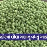 green chana rajkot market 1