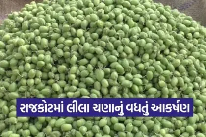 green chana rajkot market 1