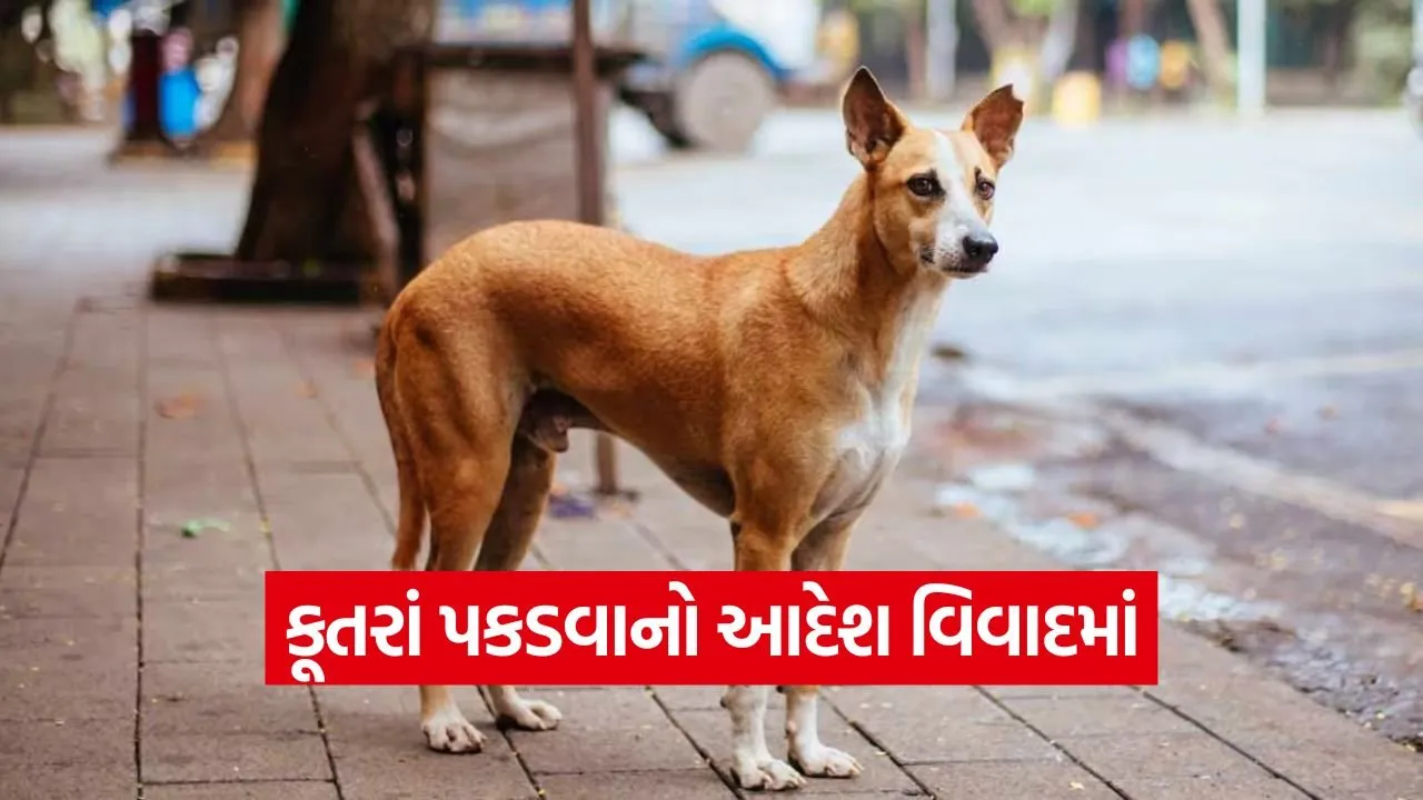 talati stray dog order Gujarat 1.jpg