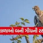 dharmishtha 1 9