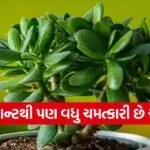 Plant Vastu Tips