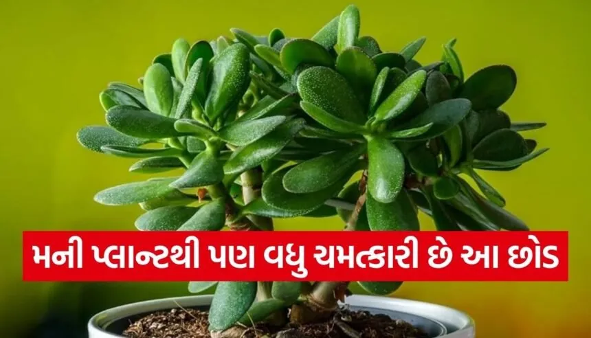 Plant Vastu Tips