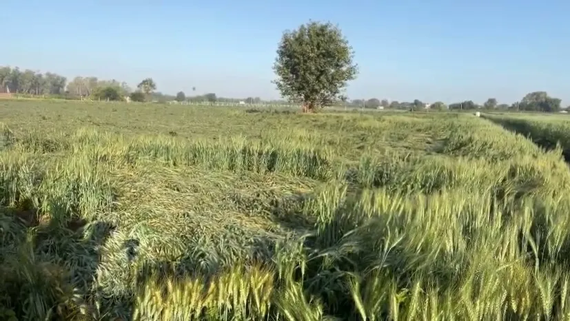 વેસ્ટર્ન ડિસ્ટર્બન્સની અસર: દક્ષિણ ગુજરાતમાં આજે હળવા વરસાદની આગાહી 3 Gujarat Weather Forecast 14.png