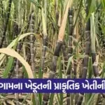 natural farming sugarcane success 1
