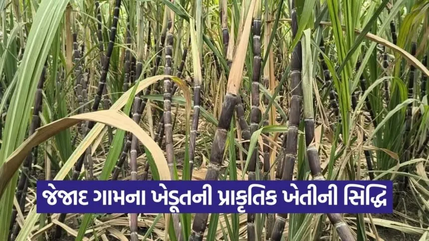 natural farming sugarcane success 1