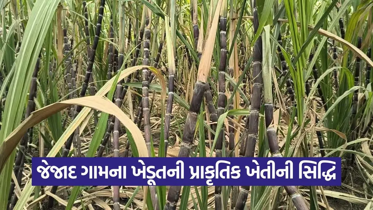 natural farming sugarcane success 1.jpg