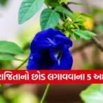 Aparajita Flower