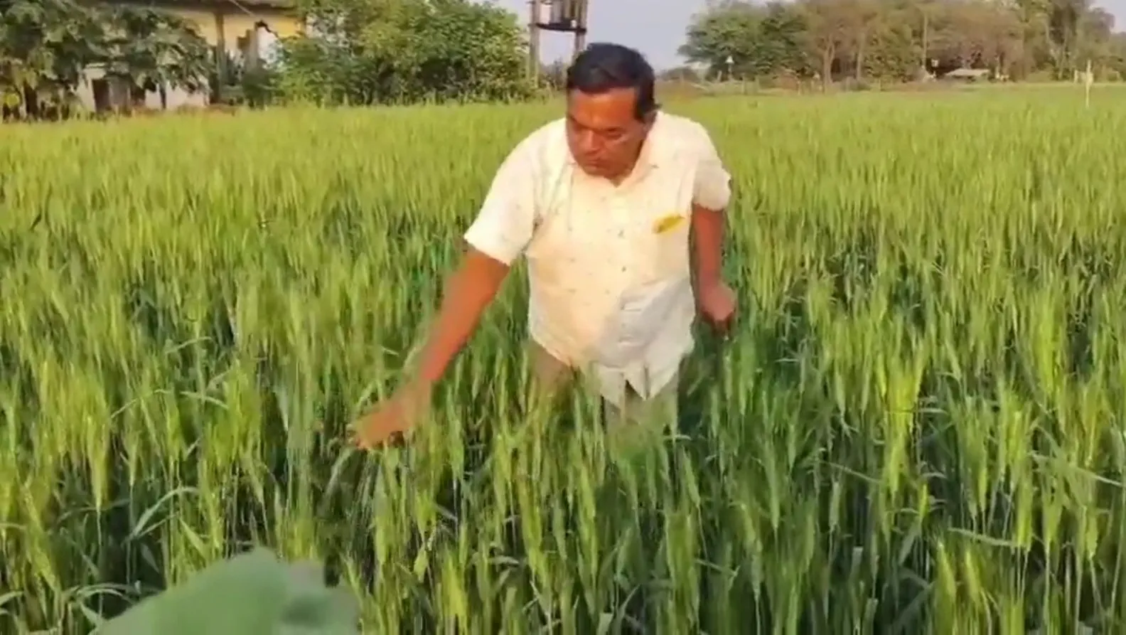 અમરેલીના મુંજીયાસર ગામના ખેડૂતે પ્રાકૃતિક ખેતીથી ઊભી કરી નફાકારક આવકની નવી દિશા 3 Natural Farming Success Amreli 1.jpeg