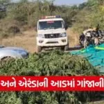 Surendranagar Ganja Cultivation Bust 1
