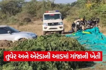 Surendranagar Ganja Cultivation Bust 1