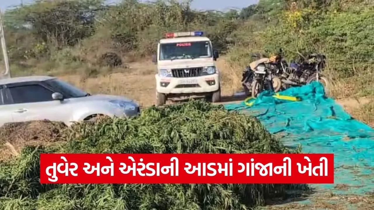 Surendranagar Ganja Cultivation Bust 1.jpg