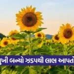 sunflower cultivation 1