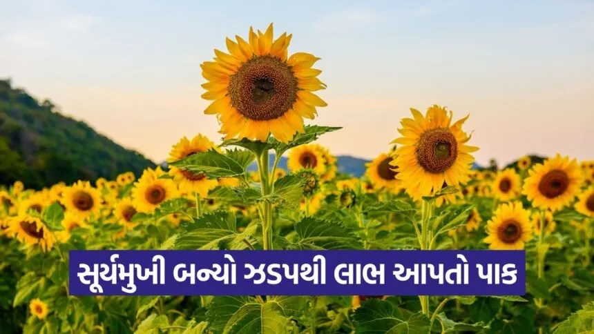 sunflower cultivation 1