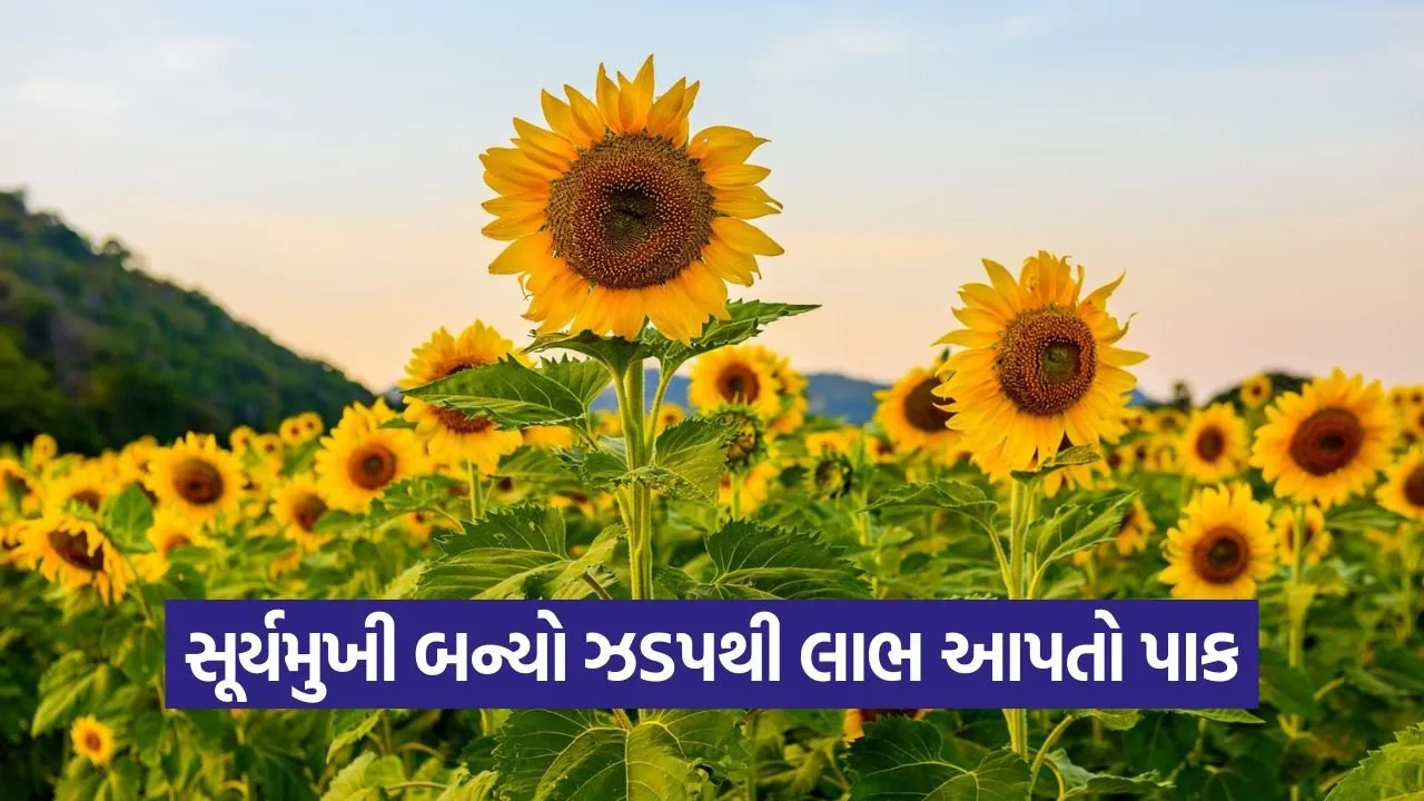 sunflower cultivation 1.jpg
